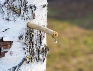 drop birch juice